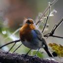 bird-singing-5-by-andrew-pescod.jpg